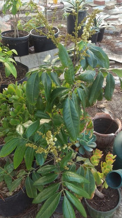 Small Logan Tree Fruiting? | Houzz Forum