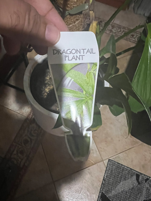 Help to Stop plant from dying