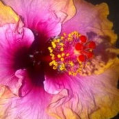 Donna Castracane's photo