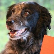 Sinclair Stolle's photo