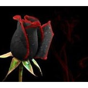 Ali Glencross's photo