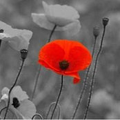 Ramona Laing's photo