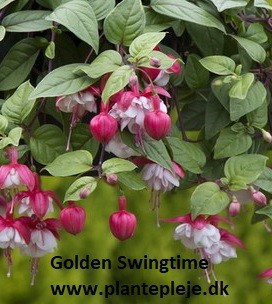 Fuchsia liste 2020 (her ses fotos af en mindre del af de fuchsia vi producere)