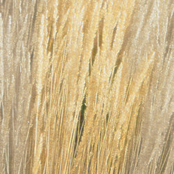 Ornamental Grasses - Artwork
