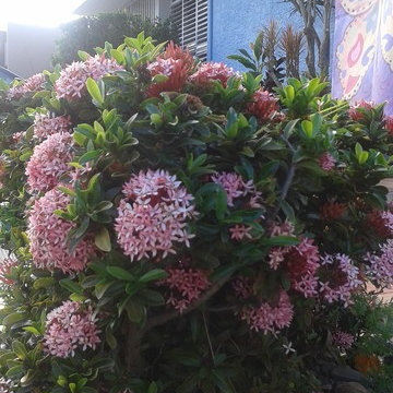 Charming up a Caribbean-colonial front yard
