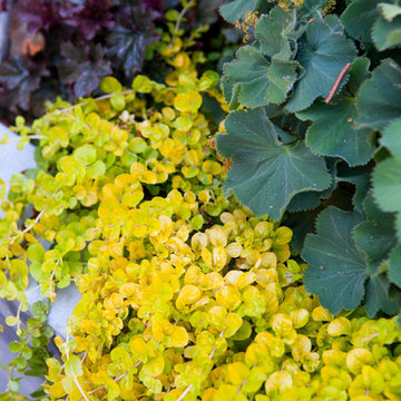 Oakland Rockridge Garden