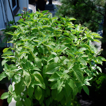 'Mrs. Burns' Lemon' Basil Growing in a Window Box