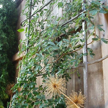 Akebia vines on metal trellises and dried allium stalks