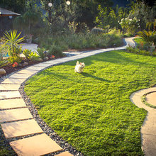 Dog yard