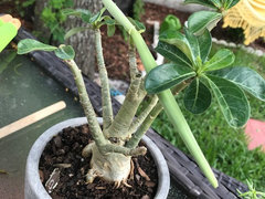 I Have A Seed Pod On My Desert Rose,Turkey Injection Recipe