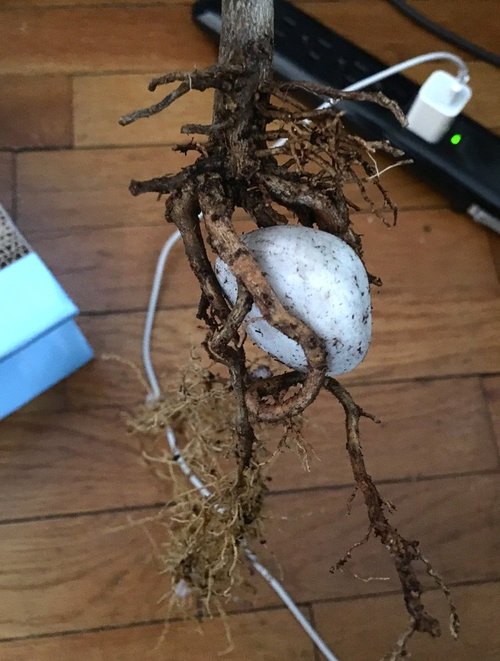 Bad Meyer root structure (Record Buck Farms)
