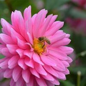 Foto von Deb Baker