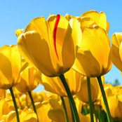 Kristin Simonsen's photo