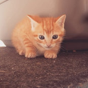 Ines Tenente's photo