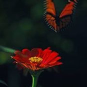 Jason Nagles foto