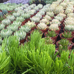 Nursery Stock - Plants