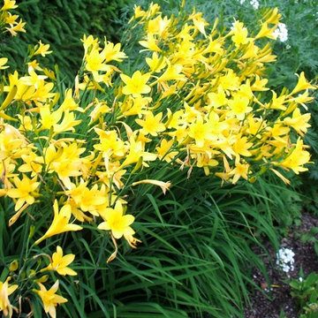 Daniel Eginton Landscape Architects favorite perennials