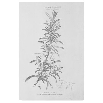 Wild Apple Portfolio 'Botany Book Vi' Canvas Art, 30"x47"