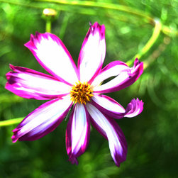 Spring Fever - Photographs
