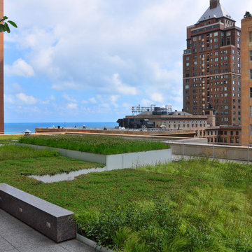 Downtown Green Roof