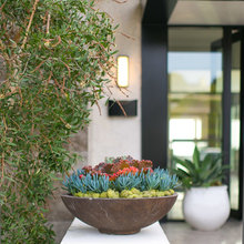 Garden Plants