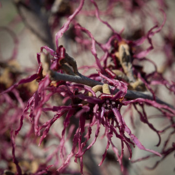 Infuse your garden with late winter blooms and fragrance