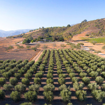 Olive, Rosemarey and Pixie Tangerine Ranch