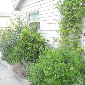 front of driveway going wild
