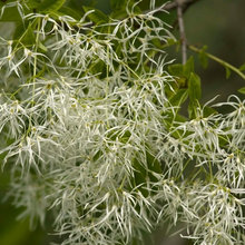 native plants