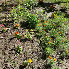 Garden May 2017