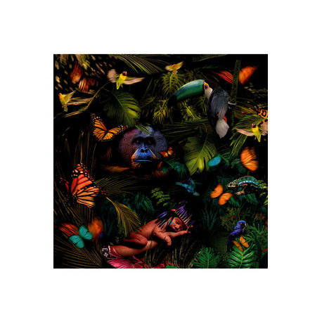 Sleeping Infant in Wildlife Artwork | Andrew Martin Sleeping Beauty