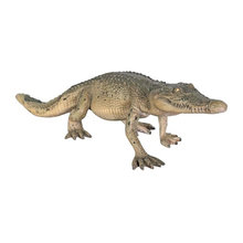 alligator