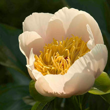 flowers/gardens