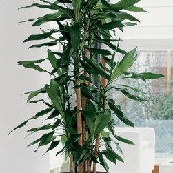 Modern Planter - Products