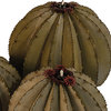 Golden Barrel Large Cactus Plant with Torch