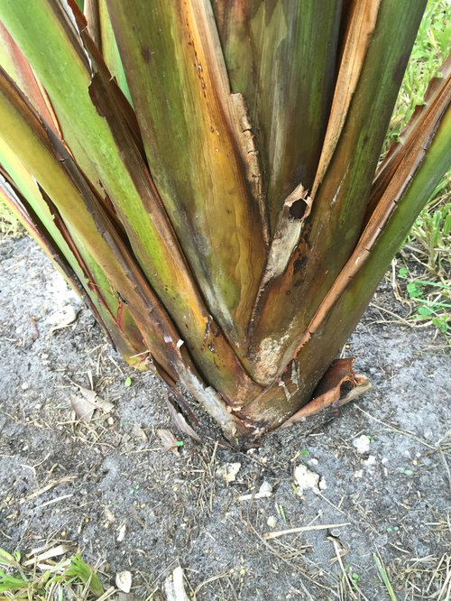 Help White Bird of Paradise Declining