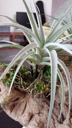 Confused on Mounting Tillandsias