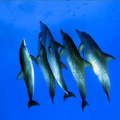 Bimini Undersea's photo