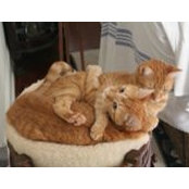 Kate Wendorf's photo