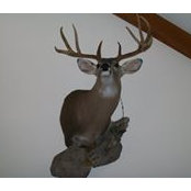 Ron Stanly's photo