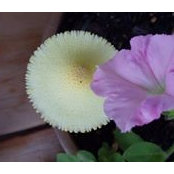 Foto von Joyce Bentz Wefel Minard
