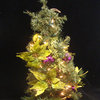 31" Lime Green Poinsettia Pre-Lit Decorated Christmas Tree, Clear Lights