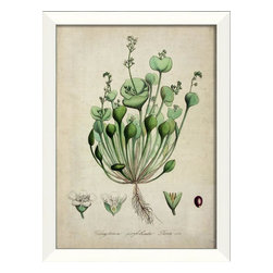 The Artwork Factory - Claytonia Botanical Framed Artwork - Prints And Posters