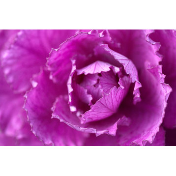 Fine Art Photograph, Purple Cabbage, Fine Art Paper Giclee
