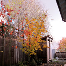 Firewood Shed