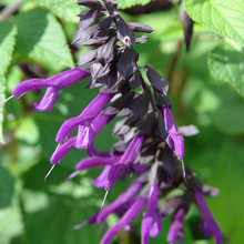 Plants/Trees/Flowers/Shrubs