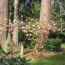 ARBRES ET PLANTES