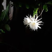 Foto von Deepthi Sreenivas