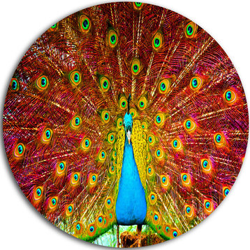 Peacock Dancing, Animal Photography Round Wall Art, 23"