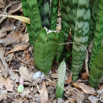Sansevieria (snake plant)